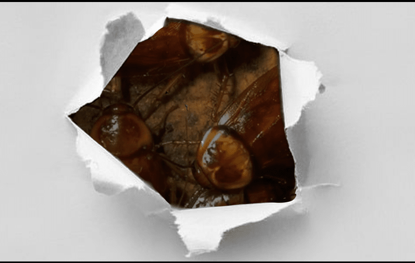 242940afe85f6623314b0ed7e496dd914527b0c5dea1e5c81e3103793f4d54d4.image.png