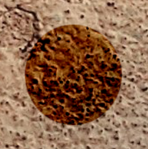 74a196b38b80d5315a44ea98e56a871a261da95697835a655d0ea4026ca18eca.image.png