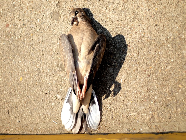 9c062ea2132b8e5cdb7437fa03fe973b9271b7ef772683163f669c16cdd1b314.image.jpeg