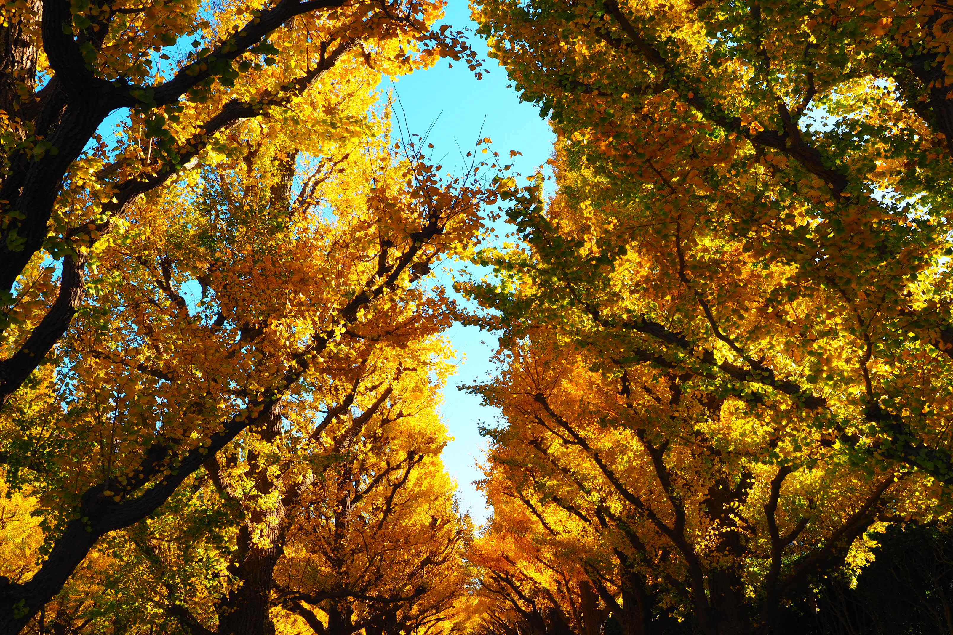 dba41c992fdb8fd0b9591a102fc2aa50edf841605409029b88b61332f4e437a0.image.jpeg